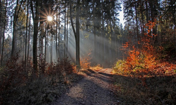 Město Plzeň nabádá návštěvníky svých lesů a parků k ohleduplnosti 