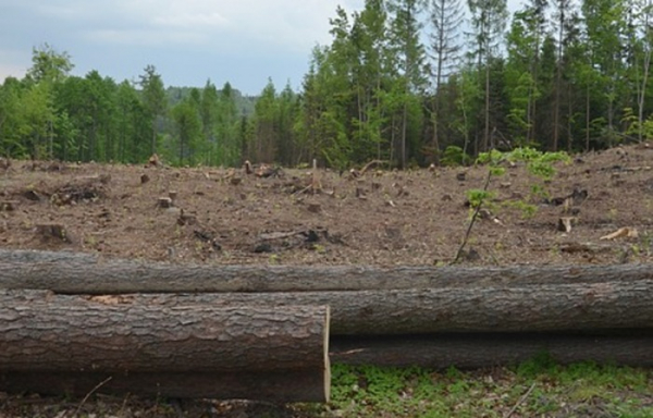 V lesích NP Šumava jsou letos kůrovcové těžby oproti předpokladům nižší