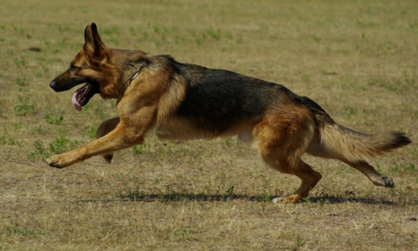 Volně pobíhající pes napadl dva běžkaře a jejich zlatého retrívra