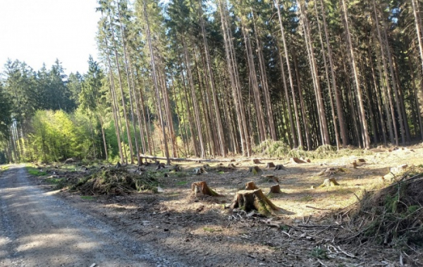 Domažlice mohou koupit lesní pozemky u Spáňova