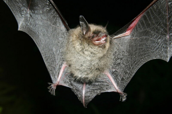V přírodní rezervaci Diana byl objeven vzácný druh netopýra