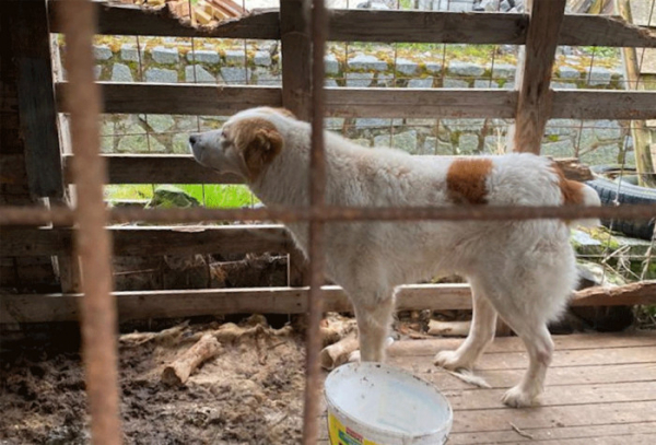 Veterináři Plzeňského kraje odebrali majitelce pasteveckého psa, kterého chovala v naprosto nevhodných podmínkách