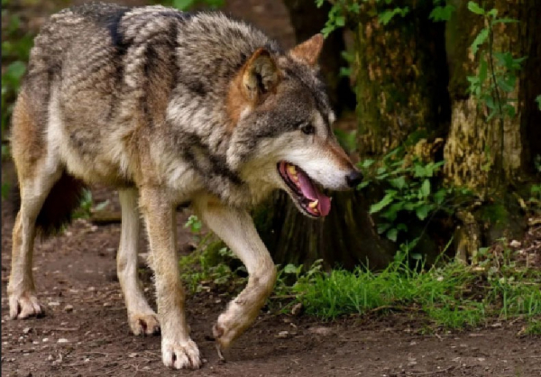 AOPK ČR: Vlci se objevují v samém srdci chráněné krajinné oblasti Brdy
